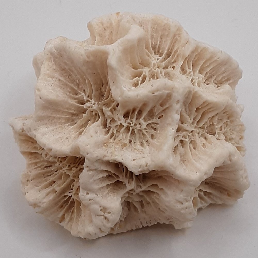White Rose Coral Manicina Areolata Colonial Species Stony Coral Brain Coral - Picture 4 of 9